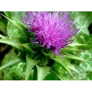 Chardon Marie plante