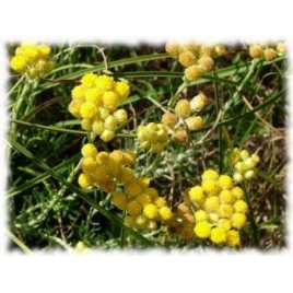 Eau d'Helichryse Bio Phytofrance