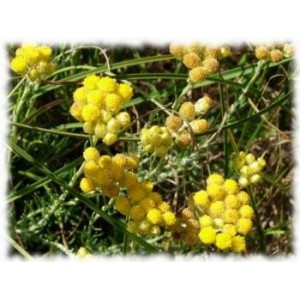 Helichryse d'Italie BIO Eau florale