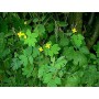 Chelidoine plante