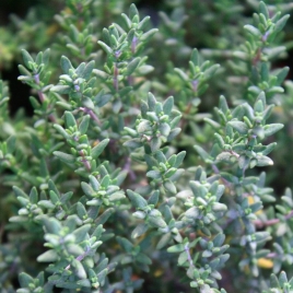 Thym commun BIO à linalol HECT