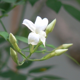 Jasmin fleur Absolue