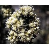 Baccharis feuille poudre gélules 200mg