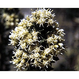 Baccharis gélules de poudre totale de  feuille 200mg