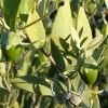 Jojoba BIO huile vierge