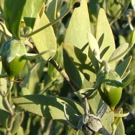 huile végétale de Jojoba BIO 100 ml