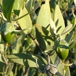 Jojoba BIO huile vierge