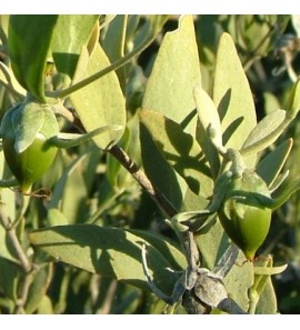 Jojoba BIO huile vierge