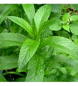 Menthe BIO hydrolat