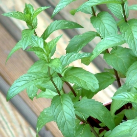 Menthe verte Nahnah BIO HECT