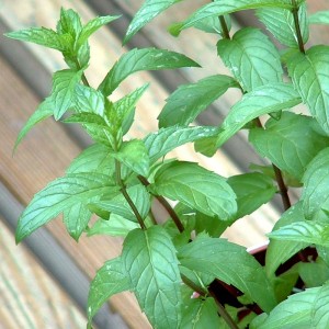 Menthe verte Nahnah BIO HECT