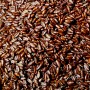 Psyllium graine