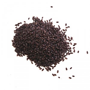 Psyllium graine