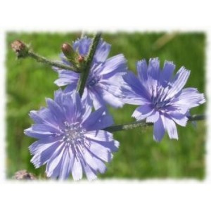Chicorée feuille verte