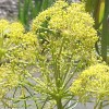 Galbanum Férule BIO HECT