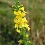 Aigremoine sommité fleurie