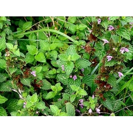 Ballote noire plante