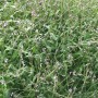 Verveine officinale plante