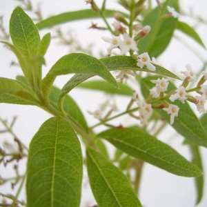 Verveine odorante BIO feuille