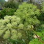 Angélique fruit BIO HECT