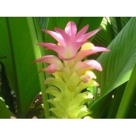 Curcuma gélules BIO 250mg