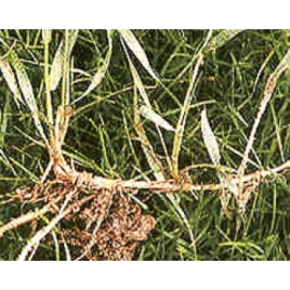 Chiendent rhizome poudre gélules 220mg