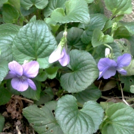 Violette fleur entière