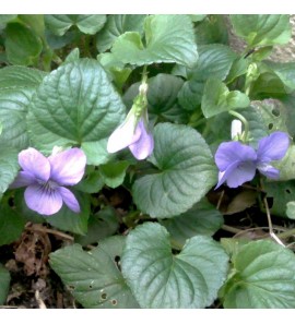 Violette fleur entière