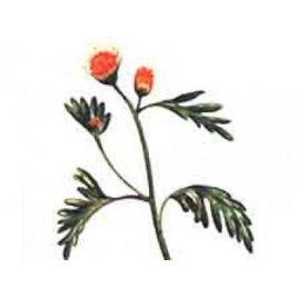 Chrysantellum poudre gélules 250mg