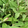 Sauge officinale BIO Hydrolat