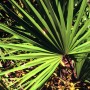 Serenoa - Sabal serrulata fruit