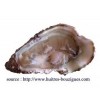 Huitre coquille poudre gélules 330mg
