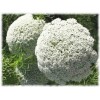 Ammi - Khella fruit HECT