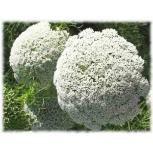 Ammi - Khella fruit HECT