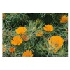 Chrysantellum poudre gélules 250mg
