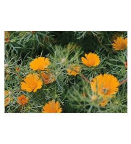 Chrysanthellum gélules poudre 250mg