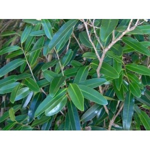 Saro-Mandravasarotra BIO  HECT