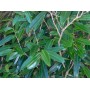 Saro-Mandravasarotra BIO  HECT