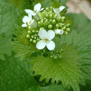 Alliaire plante