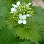 Alliaire plante