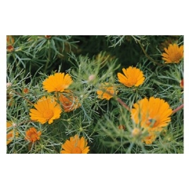 Chrysantellum plante