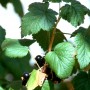 Cassis feuille poudre