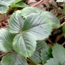 Fraisier feuille