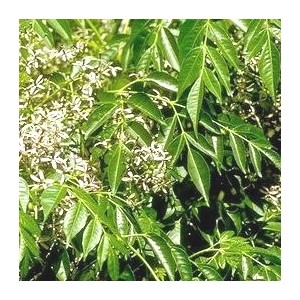 Cedrelopsis - Katafray HECT