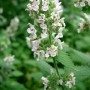 Cataire plante
