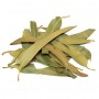 Eucalyptus feuille entière