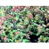 Marjolaine BIO HECT