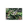 Myrte BIO hydrolat