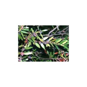 Myrte BIO hydrolat