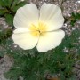 Escholtzia - pavot de Californie poudre
